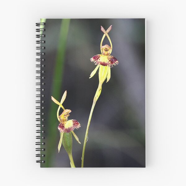Item preview, Fringed hair orchid. Leporella fimbriata designed and sold by Cindy McDonald.