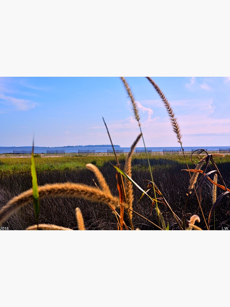 Thumbnail 3 of 3, Sticker, Sea Grass At The Marsh designed and sold by LisaWootenPhoto.