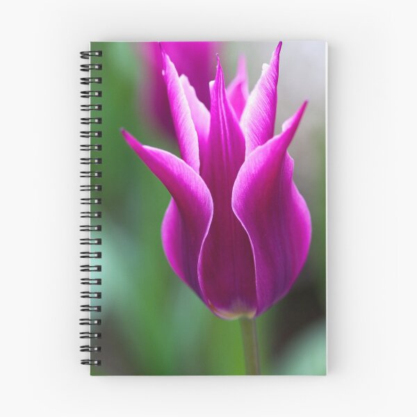 Artikelvorschau, Single Tulip. entworfen und verkauft von Coriena.