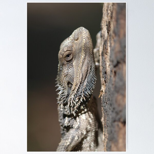 Item preview, Eastern Bearded Dragon designed and sold by Andrew Trevor-Jones.