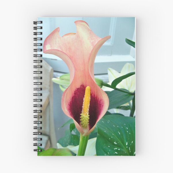 Item preview, Single Mango Cala Lily designed and sold by Diane Trummer Sullivan.