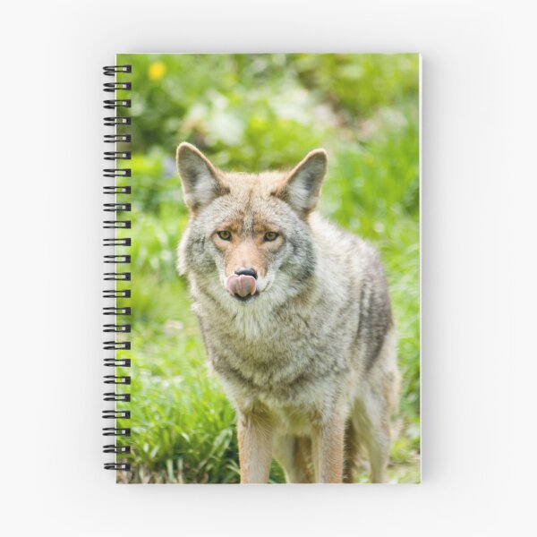 Artikelvorschau, Coyote 2  entworfen und verkauft von Sean McConnery.
