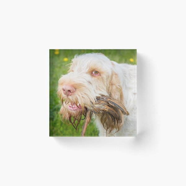 Pheasant Feathers Spinone Acrylic Block