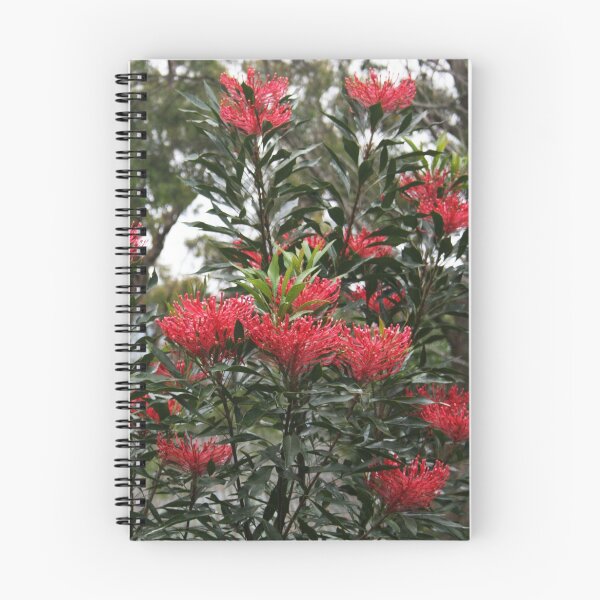 Item preview, Waratah designed and sold by Noelene Kuzmann Photography and Art.