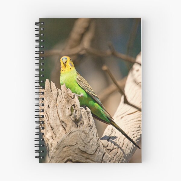 Item preview, Wild Budgerigar designed and sold by Richard  Windeyer.