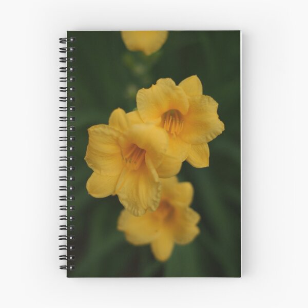 Item preview, Stella de Oro designed and sold by TxGimGim.