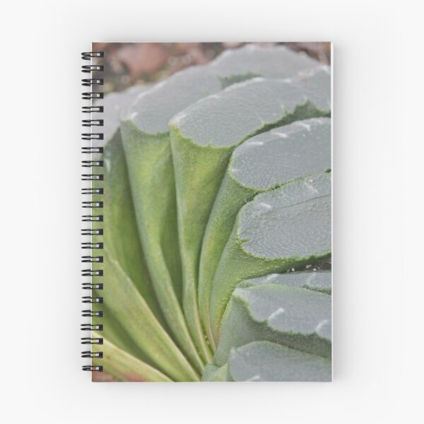 Item preview, Haworthia truncata - "Horse's Teeth" designed and sold by Etwin.