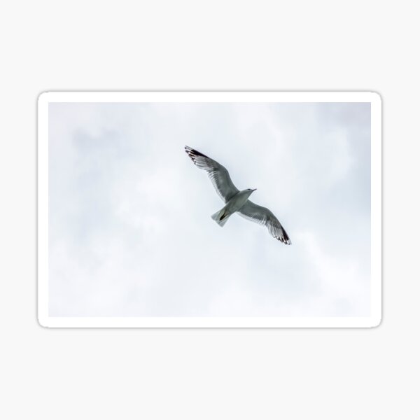 Item preview, Seagull in the white sky designed and sold by 27knoten.