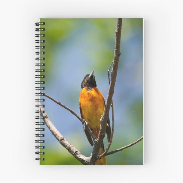Item preview, Oriole designed and sold by Daniel  Parent.