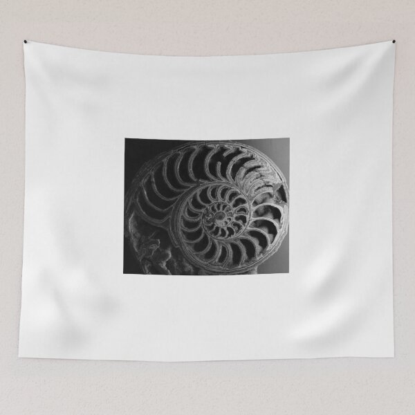 Item preview, Ammonoid. Sedgwick Museum of Earth Sciences, Cambridge, UK designed and sold by Igor Pozdnyakov.