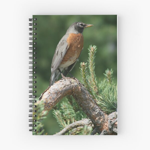 Artikelvorschau, Female American Robin in Green Bay, WI entworfen und verkauft von eaglewatcher4.