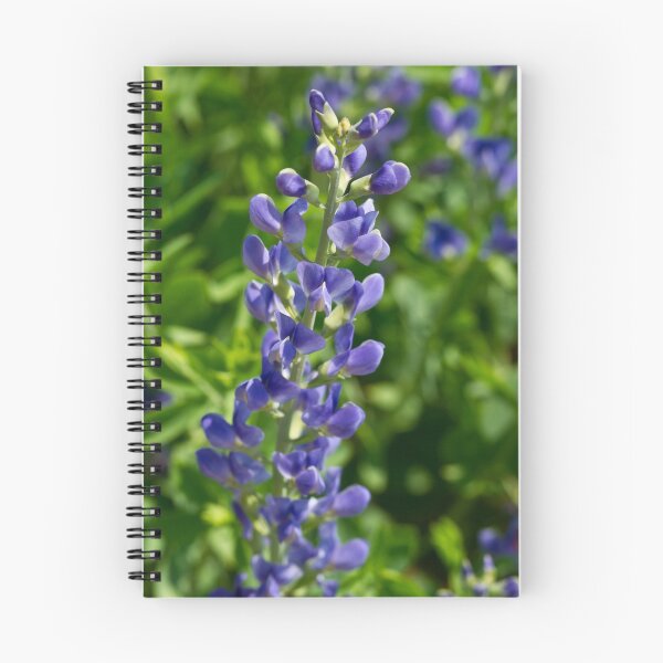 Item preview, Lupinus latifolius designed and sold by Edward Myers.