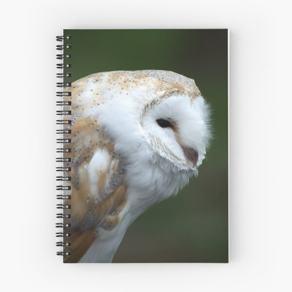 Item preview, Small Owl designed and sold by days-photographic.