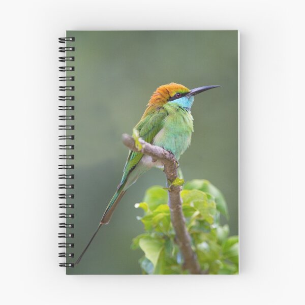 Item preview, Green Bee-eater designed and sold by Neil Bygrave (NATURELENS).
