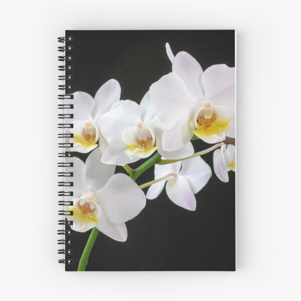 Item preview, Spray of white Phalaenopsis designed and sold by DPalmer.