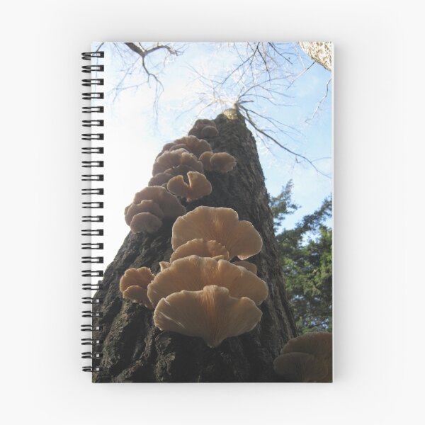 Aperçu de l'œuvre Fungi up high on a tree.  créée et vendue par LillyDigi.