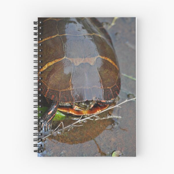 Item preview, The Turtle II designed and sold by Corkle.