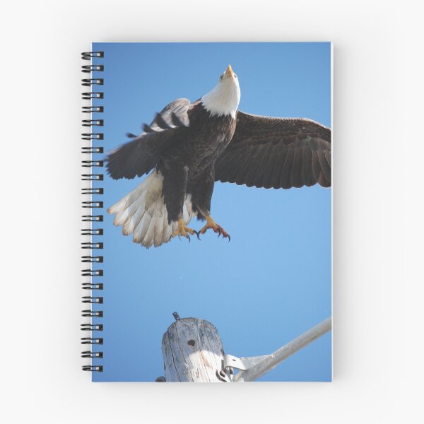 Item preview, Bald Eagle in flight  designed and sold by Shelby  Stalnaker Bortone.