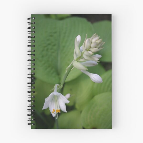 Artikelvorschau, hosta bloom entworfen und verkauft von Brent McMurry.