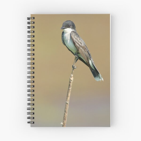 Aperçu de l'œuvre Eastern Kingbird Perched créée et vendue par Michael Mill.