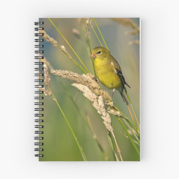 Item preview, American Goldfinch (Female Summer Plumage) designed and sold by Michael Mill.