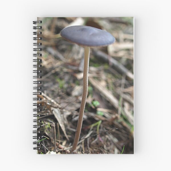 Item preview, Tall Umbrella - Otway Ranges, Victoria, Australia designed and sold by Bev Pascoe.