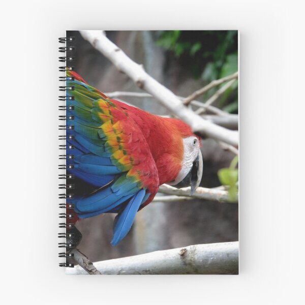 Item preview, Brightly coloured bird designed and sold by Clare Forder.