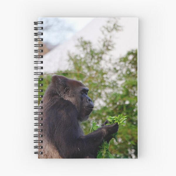 Item preview, Western Lowland Gorilla eating designed and sold by buttonpresser.