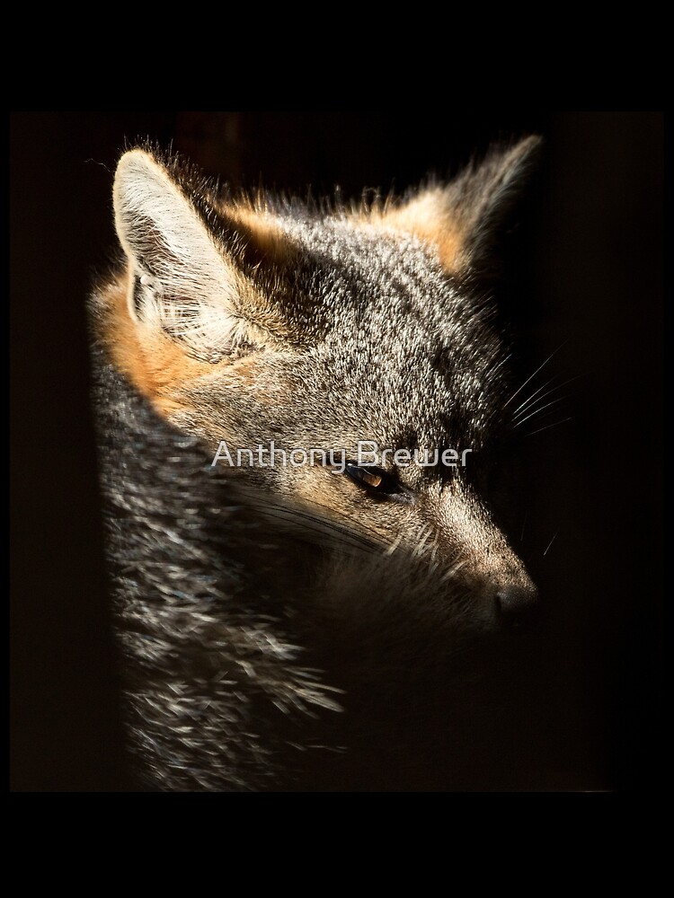 Fox in a sunbeam by dailyanimals