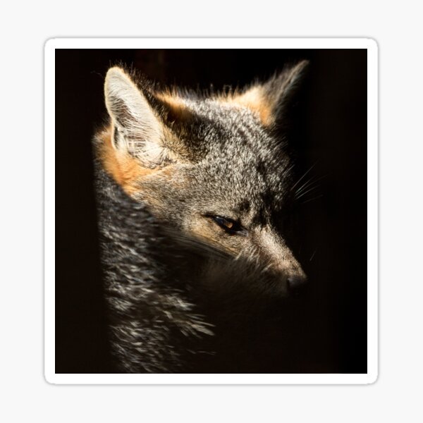 Fox in a sunbeam Sticker