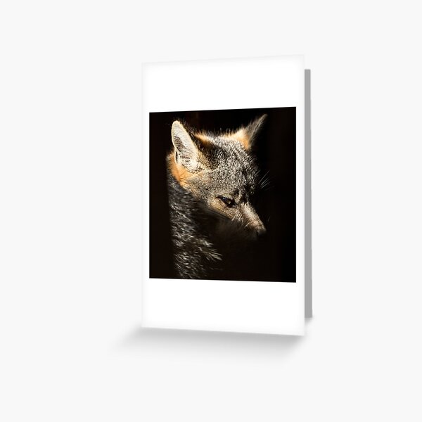 Fox in a sunbeam Greeting Card