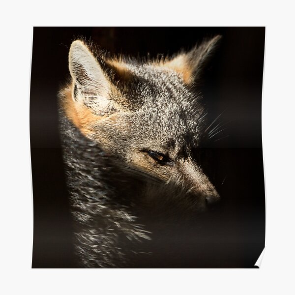 Fox in a sunbeam Poster