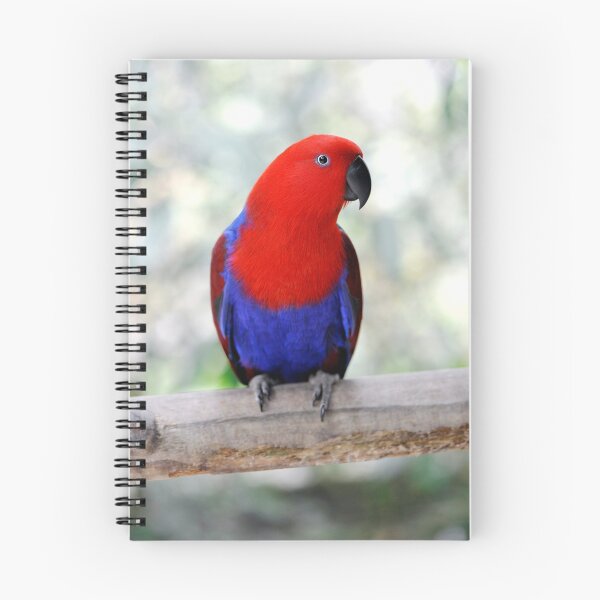 Item preview, Sitting Pretty - Eclectus parrot designed and sold by Jenny Dean.