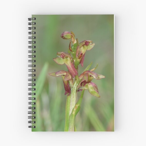Item preview, Frog Orchid 2010 designed and sold by SAngell.