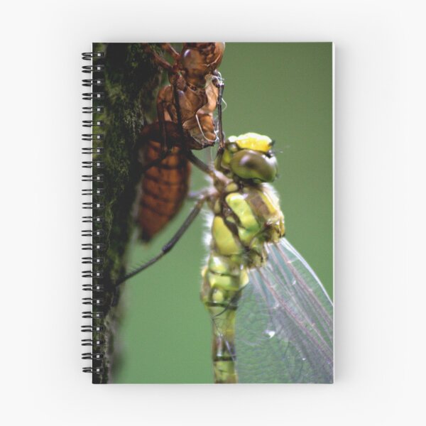 Item preview, Dragonfly emerged from it's exoskeleton designed and sold by jennimarshall.