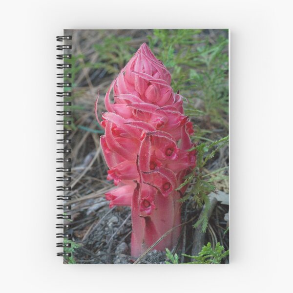 Item preview, Snow Plant (Sarcodes sanguinea)  designed and sold by Karen Zimmerman.