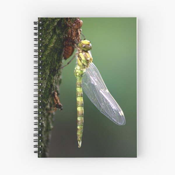 Item preview, Dragonfly & Exoskeleton designed and sold by jennimarshall.