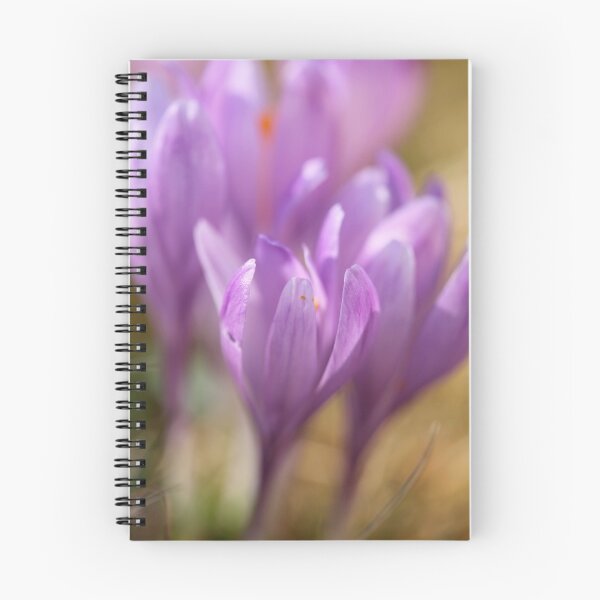 Item preview, Crocus sativus  -  Gorce  Mountains Poland . by Brown Sugar . F** Views (691) . Favs(3) Dziękuję bardzo , Thanks a bunch !!! designed and sold by © Andrzej Goszcz,M.D. Ph.D.