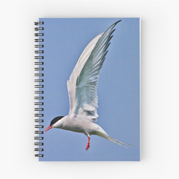 Item preview, Another Arctic Tern - Sterna paradisaea designed and sold by David Lewins.
