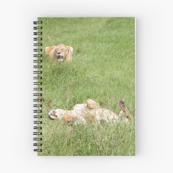 Item preview, Lazy Lioness, Ngorogoro Crater, Tanzania. designed and sold by Laura Kelk.