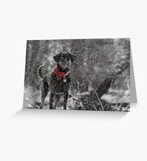 Dashing Through the Snow... Greeting Card