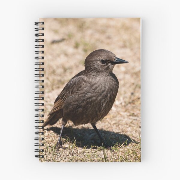 Artikelvorschau, Young Starling entworfen und verkauft von Daveart.