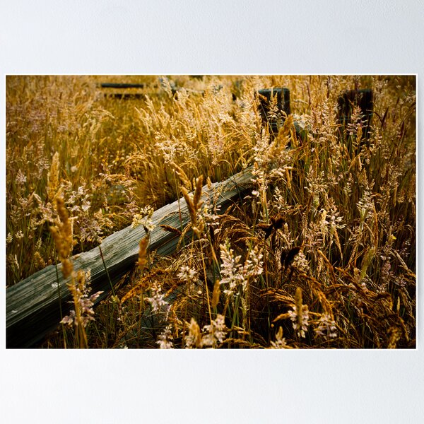 Item preview, Grass and Fence at Sunrise designed and sold by Jon Yager.