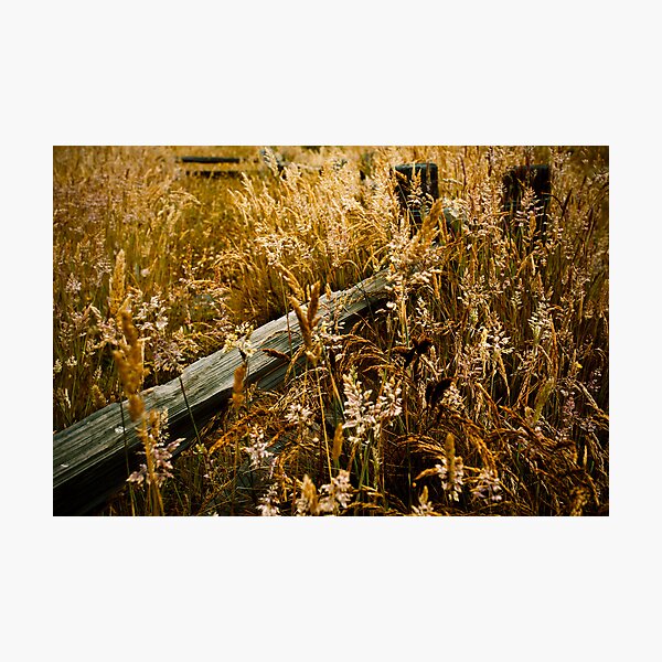Item preview, Grass and Fence at Sunrise designed and sold by Jon Yager.