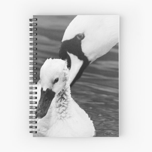Item preview, A Mother Swan Nudges Her Chick designed and sold by simpsonvisuals.