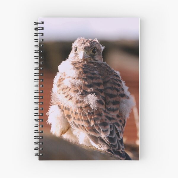 Item preview, Sparrow Hawk fledgling designed and sold by pearlred.