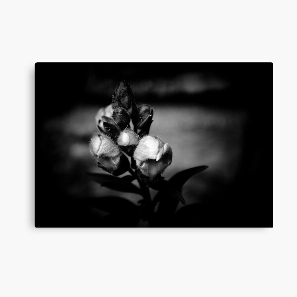 ... Canvas Print