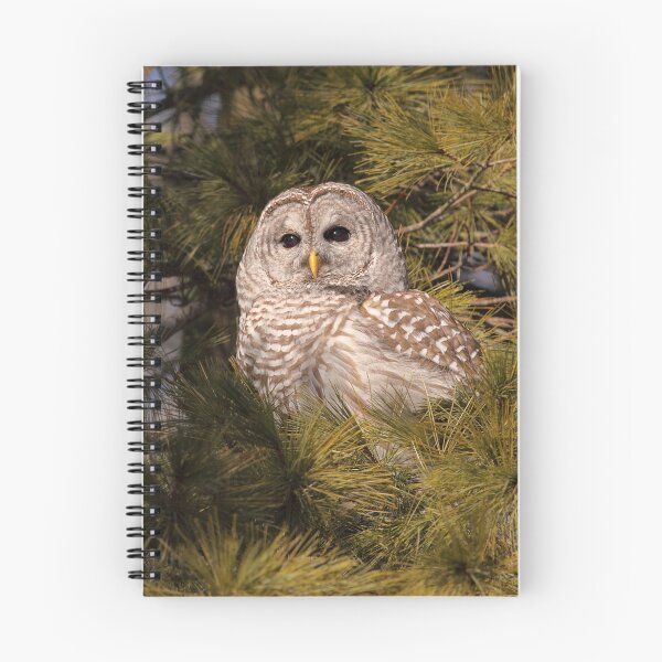 Item preview, Dark Brown Eyes In The Evergreen / Barred Owl designed and sold by Gary Fairhead.