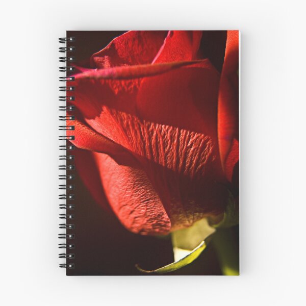 Aperçu de l'œuvre Rose IV créée et vendue par Sandra Parlow.