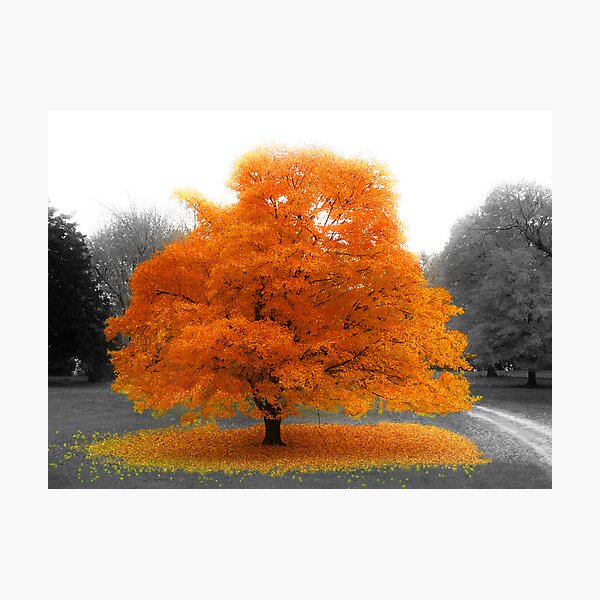 today i shall be radiant Photographic Print